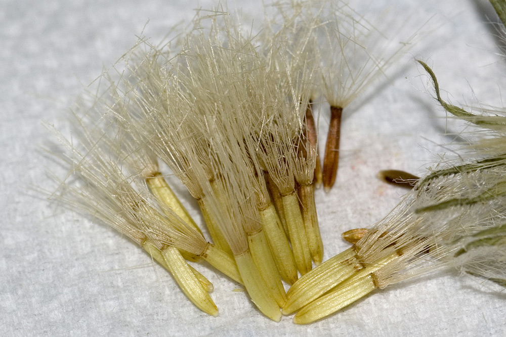 Hieracium villosum / Sparviere villoso